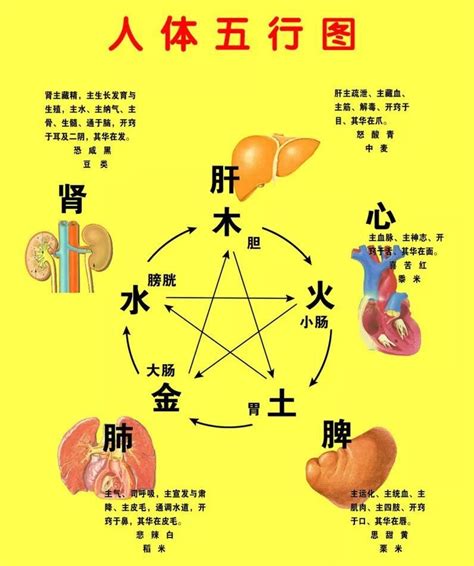 五行六腑|五脏六腑（人体器官）